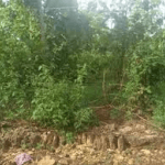 (Ummat TV Peduli)  Dari Sebidang Tanah Wakaf, Lahir Harapan Generasi Qurani di Kampung Sumur Wangi