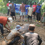 ARM HA-IPB Salurkan 245 Paket Kurban untuk Kampung Cipendawa, Sukajaya