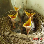 Belajar Tawakkal dari Burung  (Tadabbur QS. An Nahl (16) : 79)