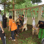 Ponpes Tahfidz Wahdah Islamiyah Cibinong Bogor Gelar Penyembelihan Hewan Qurban
