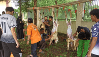 Ponpes Tahfidz Wahdah Islamiyah Cibinong Bogor Gelar Penyembelihan Hewan Qurban