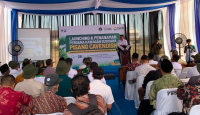 Laznas BMH dan Baitul Wakaf Resmikan Program Pertanian Pisang Cavendish