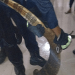 Biawak Raksasa Mengacaukan Kegiatan Santri di Ponpes Wahdah Cibinong