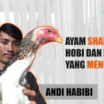 (Video) Andi Habibi | Pengusaha Ayam Shamo Hias