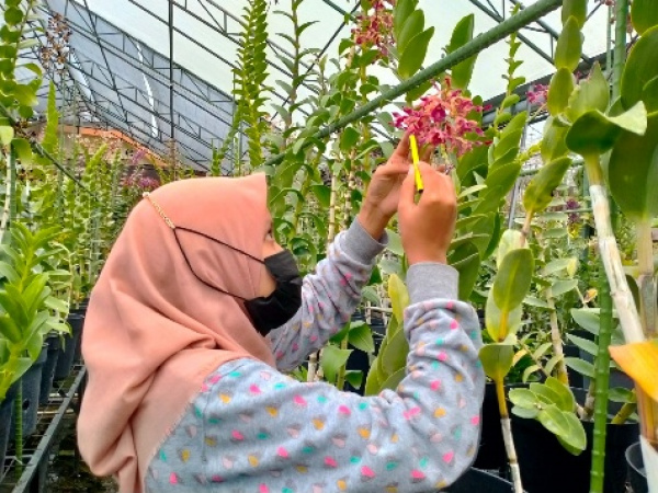 Peluang Bisnis Tinggi, Kampus Muhammadiyah Ini Selenggarakan Kelas Profesional Anggrek