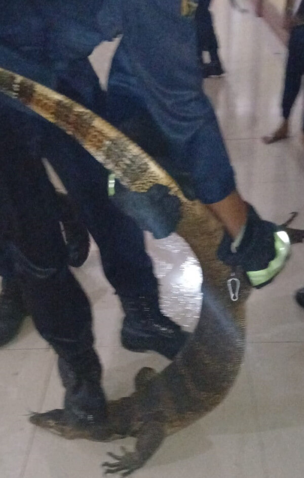 Biawak Raksasa Mengacaukan Kegiatan Santri di Ponpes Wahdah Cibinong